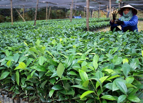 Thái Nguyên cung cấp 17 triệu cây giống phục vụ trồng rừng