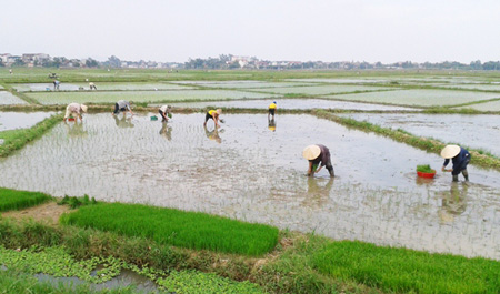 Hà Nội: Còn 4 địa phương chưa lấy nước sản xuất vụ Xuân