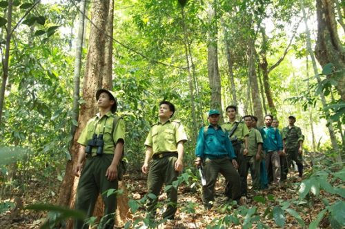 Xử lý hơn 16.500 vụ vi phạm Luật Bảo vệ và Phát triển rừng trong năm 2017