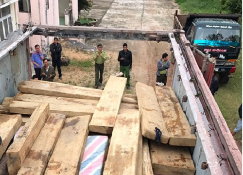 Bình Định tạm giữ 35m3 gỗ không nguồn gốc