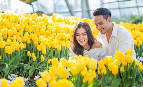 Hẹn ước giữa ngàn hoa tulip