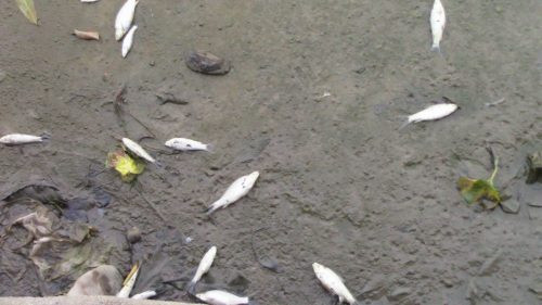 Tây Ninh cá chết trắng trên rạch Tây Ninh