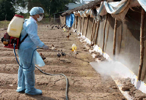 Quảng Bình: Triển khai tháng vệ sinh, tiêu độc khử trùng đợt 1 năm 2018