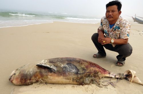 Quảng Bình: Người dân phát hiện cá heo và cá voi chết dạt vào bãi biển sáng mùng 5 Tết