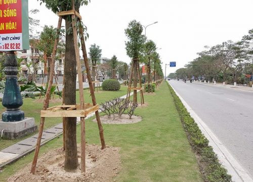 Hải Phòng trồng trên 100 cây long não trên đường Phạm Văn Đồng