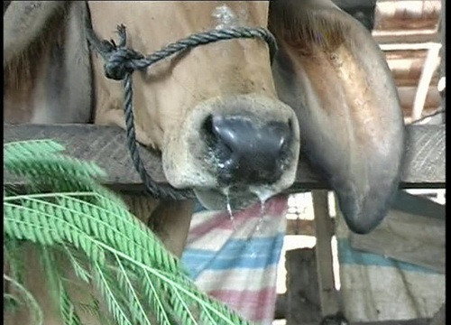 Can Lộc (Hà Tĩnh) xuất hiện dịch lở mồm long móng trên đàn gia súc