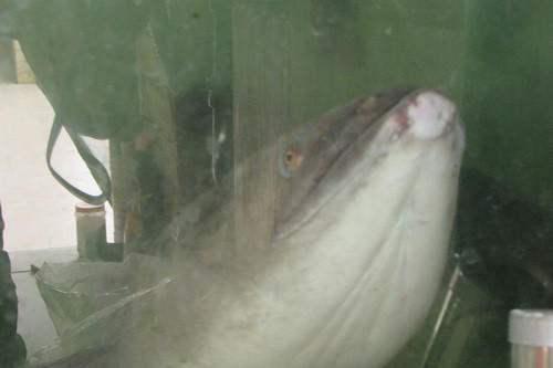 Nghệ An ngư dân câu được cá lệch “khủng” nặng 11 kg