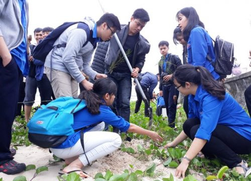 Đà Nẵng trồng 5.000 cây thông gió tại Lễ ra quân phát động Tháng Thanh Niên