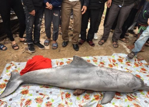 Nghệ An người dân phát hiện cá heo và cá ông dài gần 2m chết dạt vào bờ biển