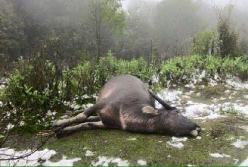Yên Bái: Hơn 600 con gia súc bị chết rét