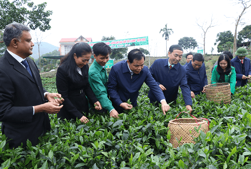 Lễ hội “Hương sắc trà xuân – Vùng chè đặc sản Tân Cương” năm 2018