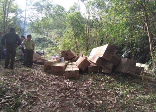 “Tuýt còi” hơn 30 khối gỗ trái phép