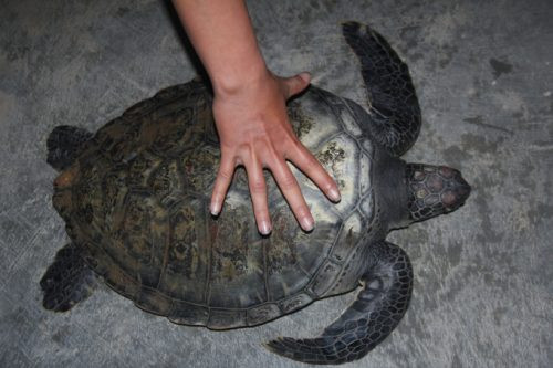 Cá thể rùa quý hiếm nặng 10kg sa lưới được thả về môi trường tự nhiên