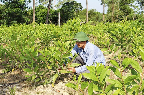 Chí Linh (Hải Dương) 60.000 cây xanh sẽ được trồng trong tháng 3