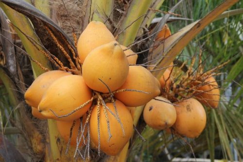 TP HCM: Độc đáo vườn dừa trái màu vàng cam