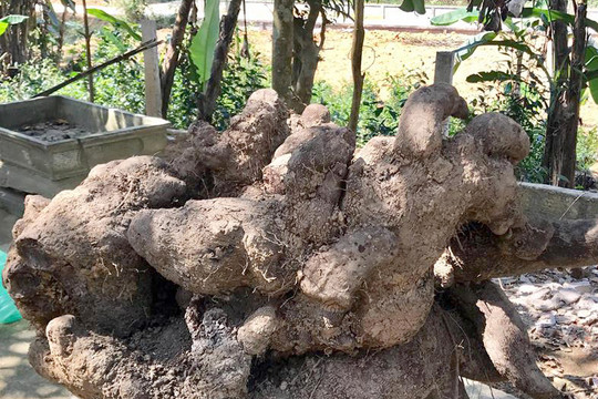 Hà Tĩnh: Đào được củ khoai vạc dáng cây cổ thụ, nặng 110 kg