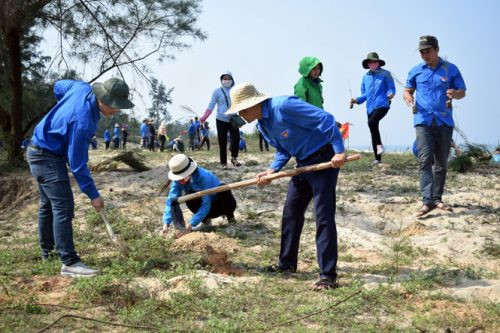 Quảng Bình trồng 1.000 cây phi lao chắn cát tại biển Quang Phú