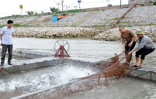 Bắc Ninh: Hợp tác xã  đi đầu trong chăn nuôi thủy sản VietGap