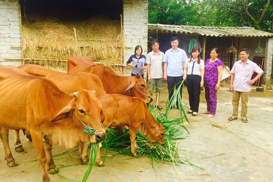Thanh Hóa: Thoát nghèo từ dự án chăn nuôi bò sinh sản