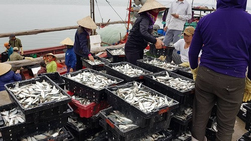 Hà Tĩnh: Cá trích được mùa, ngư dân tích ra khơi