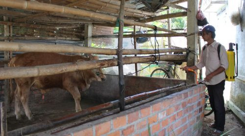 Phú Yên có 313 con bị bệnh lở mồm long móng