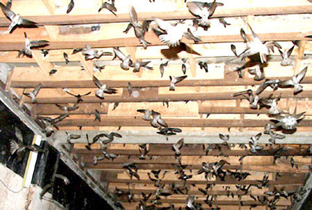TP. HCM: Sẽ cấm nuôi chim yến tại 21 quận, huyện