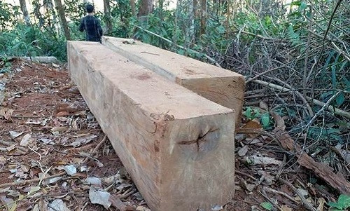 Hàng loạt cây gỗ lớn bị chặt phá tại Kon Tum