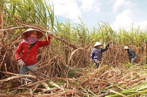 Đắk Lắk: Nông dân lao đao vì mía mất giá