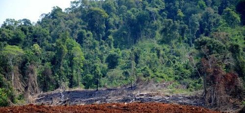 Đắk Nông: Để rừng bị tàn phá, chủ rừng bị kiến nghị xử lý