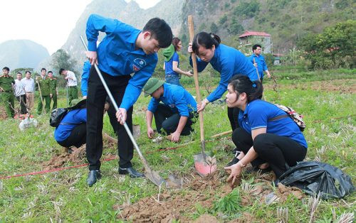 50 cây mai vàng Yên Tử được trồng tại Khu di tích anh hùng liệt sỹ Kim Đồng