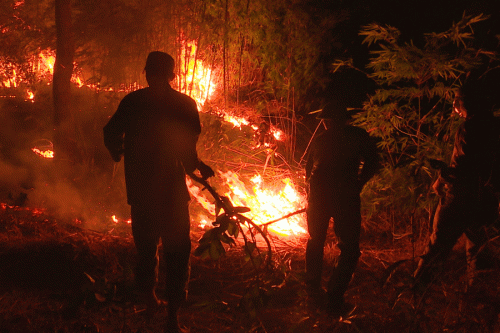 Trên 50 ha rừng thông phòng hộ bị thiêu cháy