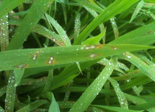 Phát sinh bệnh đạo ôn gây hại 200 ha lúa ở Nghệ An