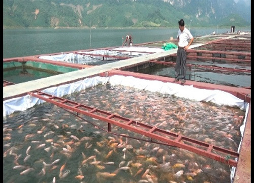 Sơn La đẩy mạnh nghề nuôi cá lồng trên lòng thủy điện