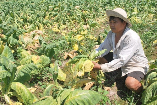Nông dân trồng cây thuốc lá khốn khổ vì mưa trái mùa