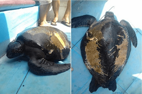 Thả cá thể rùa 25kg về biển Cù Lao Chàm