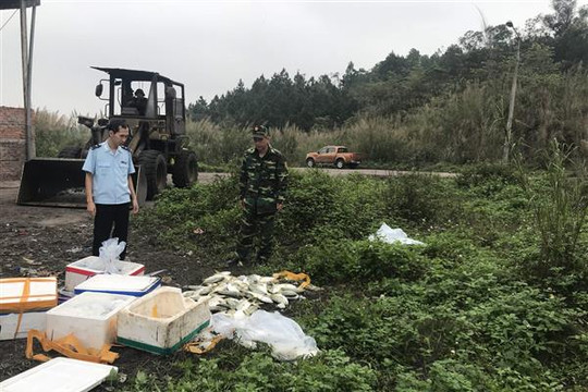 Quảng Ninh: Phát hiện 700kg cá chim Trung Quốc nhập lậu