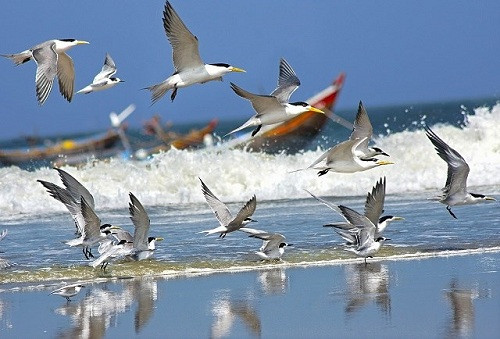 Cảnh chim hải âu săn mồi ở Kiên Giang gây sốt