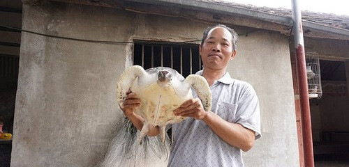 Nghệ An thả cá thể rùa nặng 5,5 kg về với biển