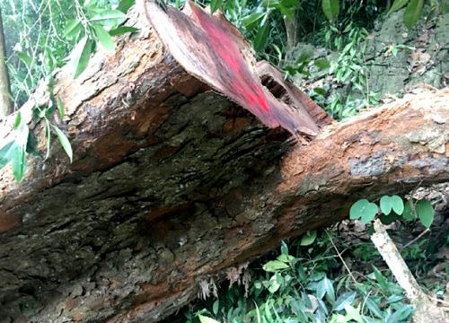Hà Giang phát hiện trên 142 m3 gỗ quý hiếm bị chặt hạ tại rừng đặc dụng Phong Quang