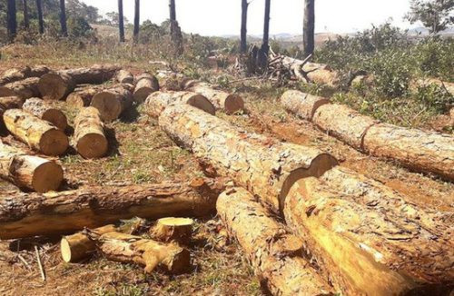 Đắk Nông bắt chủ tịch xã nhận hối lộ cho phá rừng cộng đồng