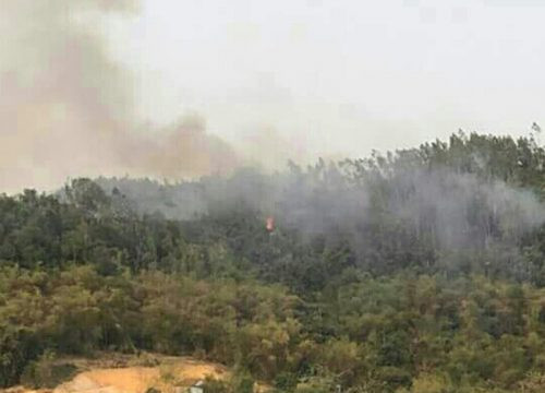 Hòa Bình: gần 1 ha rừng bạch đàn tái sinh bị cháy