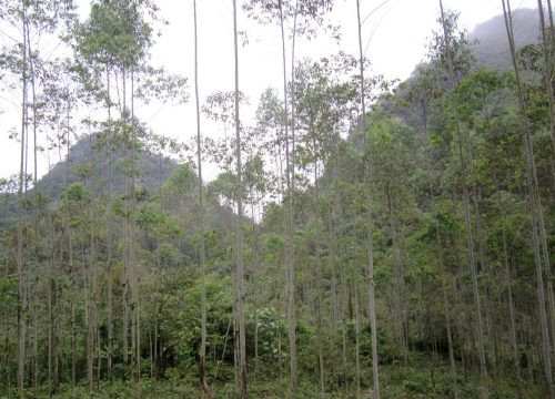 Cao Bằng phê duyệt trồng 612 ha rừng sản xuất và chăm sóc 1.295,6 ha rừng trồng