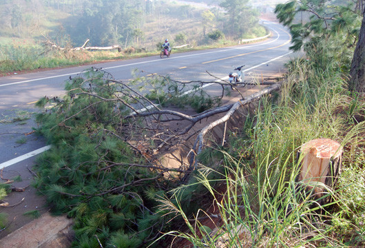 Đắk Nông: Cưa hạ hơn 200 cây thông chết khô dọc Quốc lộ 14