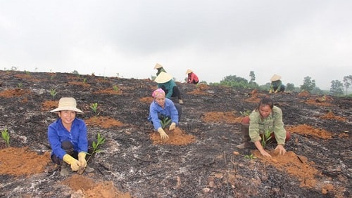 Tân Kỳ trồng trên 700ha rừng vụ xuân