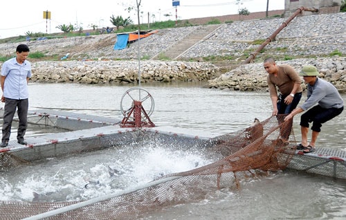 Tập trung phát triển nuôi trồng thủy hải sản ở huyện Lệ Thủy, Quảng Bình