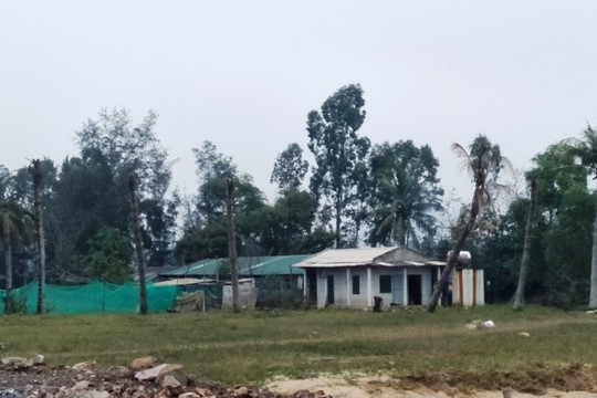 Bọ dừa tấn công “thủ phủ dừa” tại Bắc Trung Bộ