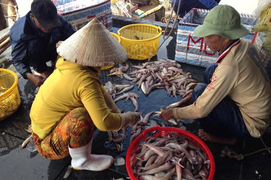 Cà Mau: Ngư dân trúng đậm vụ cá khoai