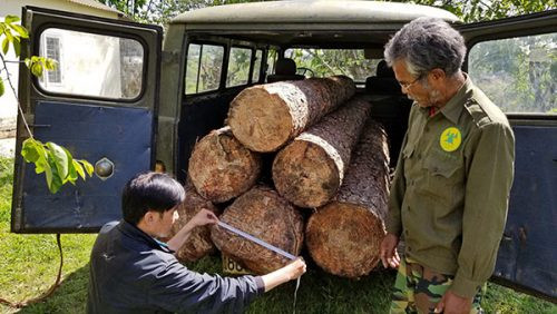 Lạc Dương (Lâm Đồng) phát hiện khai thác, vận chuyển gỗ trái phép