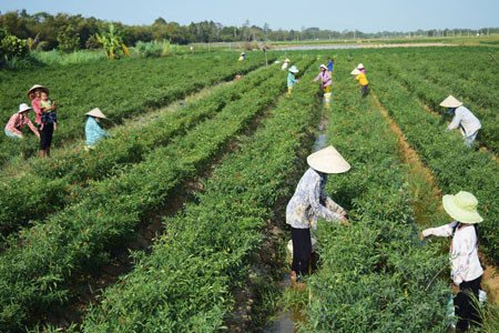 Trà Vinh hỗ trợ vốn cho 1.400 hộ nông dân sản xuất thích ứng biến đổi khí hậu trong năm 2018