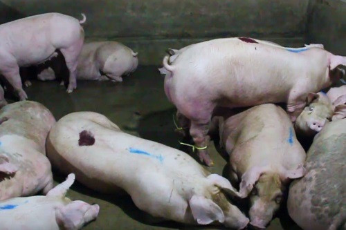 Đồng Nai: Phát hiện cơ sở có dấu hiệu dùng thuốc an thần cho lợn